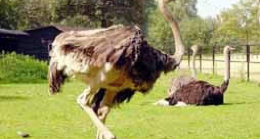 На окраине Липецка разводят страусов