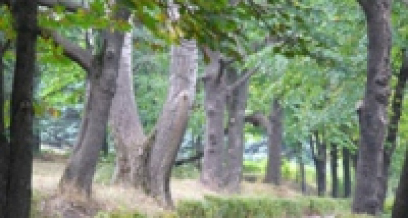 Каменный лог превратится в парк