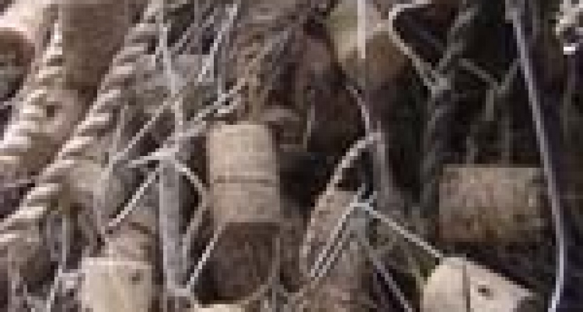 Для браконьеров наступили &laquo;черные&raquo; дни