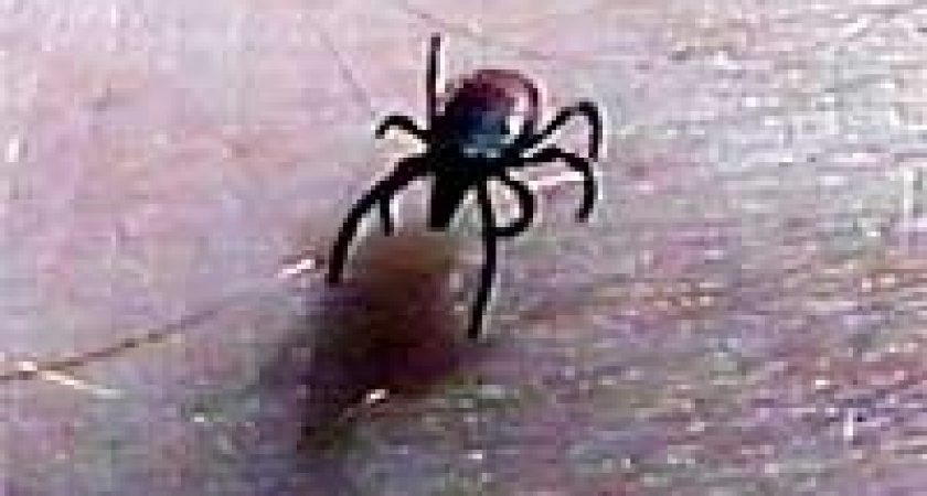 Клещи заразили боррелиозом уже двоих жителей Липецка