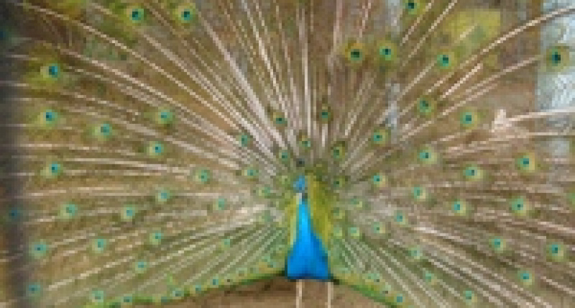 Птицы и муфлоны переселяются из Липецка в Мичуринск