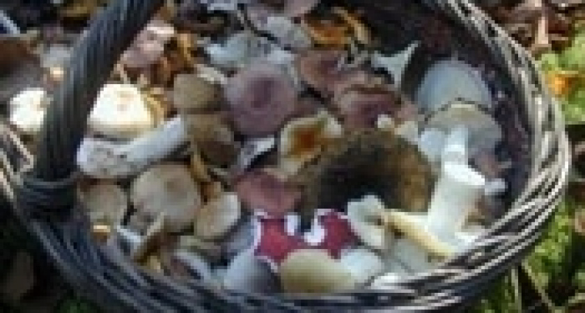 В Липецке от грибов умер еще один ребенок