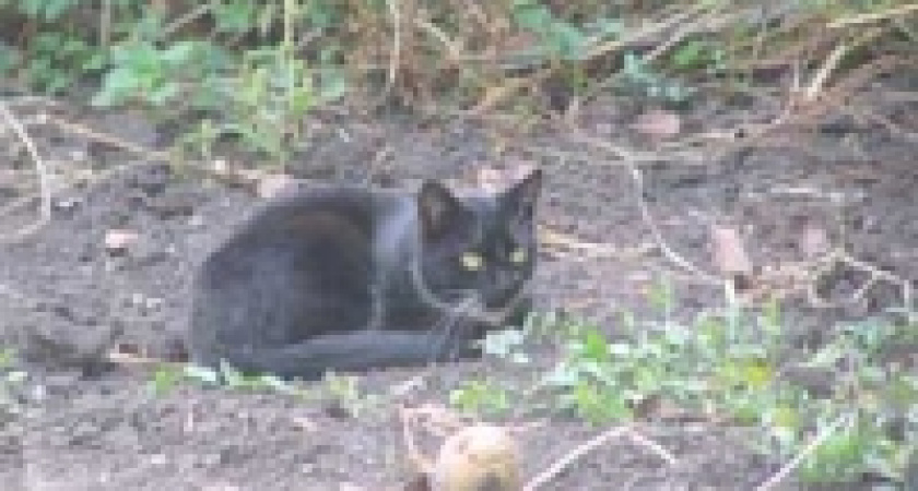 Под Липецком открыли скотомогильник для кошек и собак