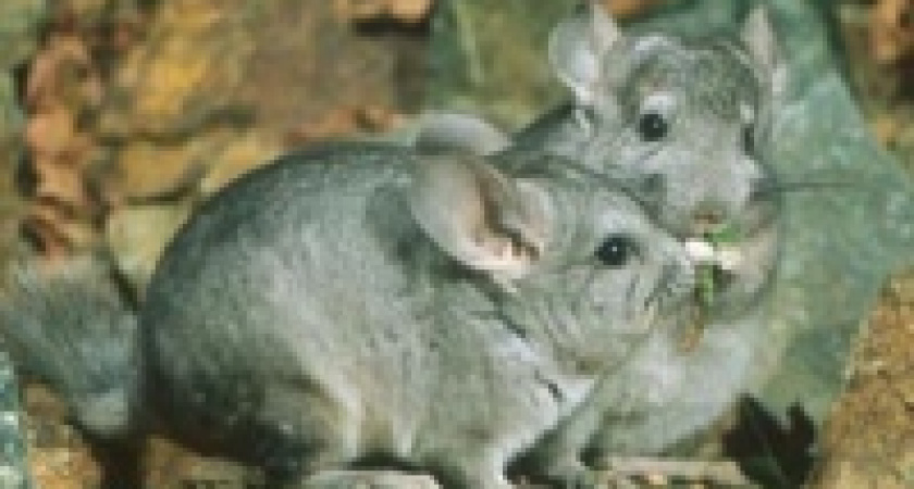 В зоопарке Липецка поселились белые аисты и шиншилы