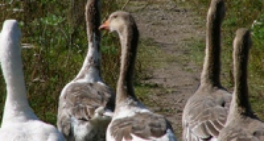 В Липецке запретили охоту на пернатых