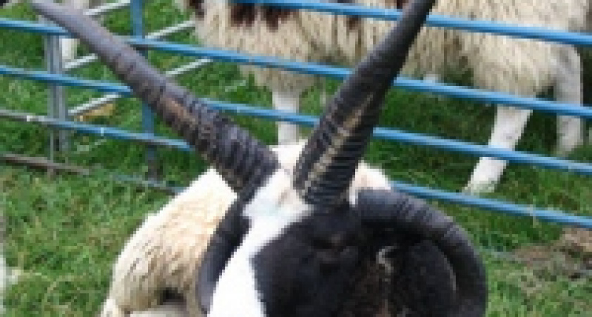 В Липецке появились бараны с четырьмя рогами