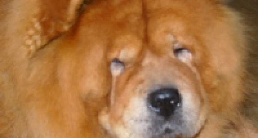 Владельцам собак будет нелегко