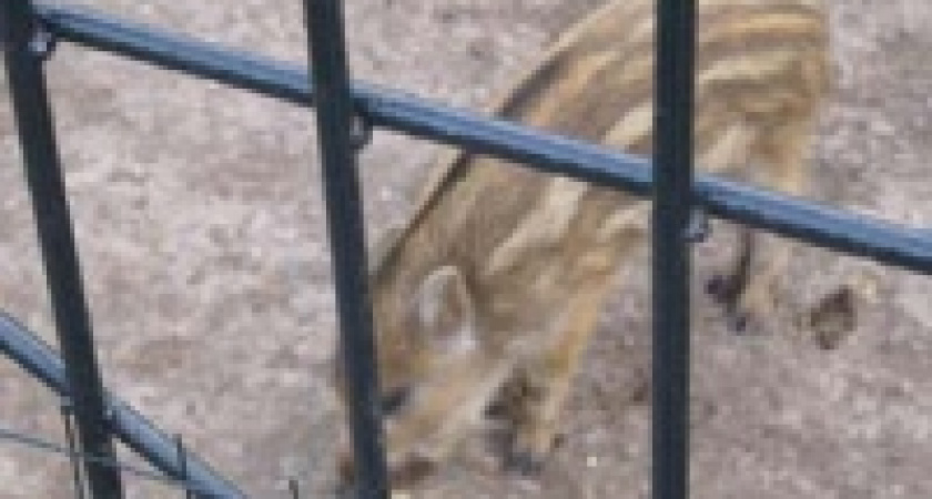 В Липецком зоопарке детям разрешат гладить и кормить животных