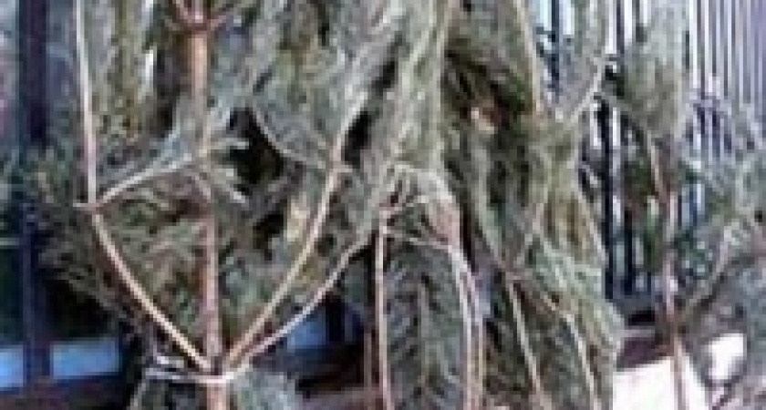 С 20 декабря в Липецке начинается продажа елок