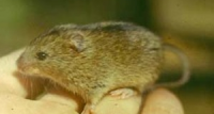 Губернатор объявил войну мышам