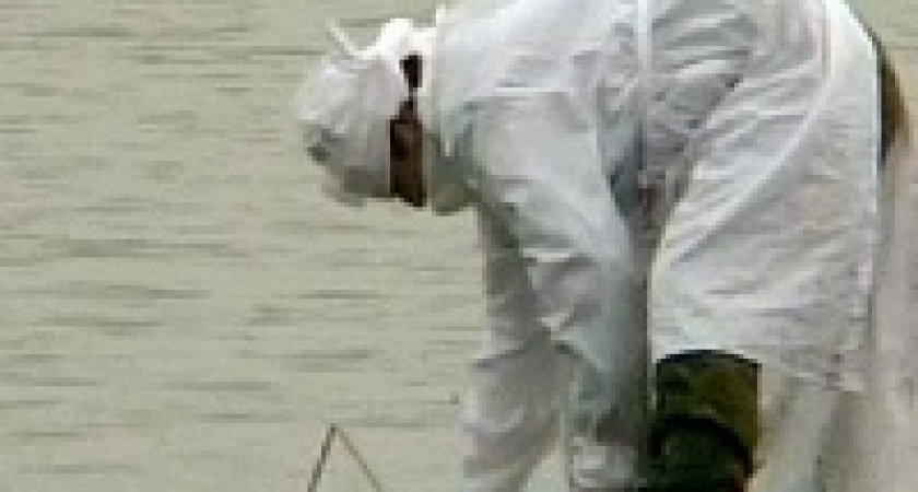 В Липецкой области погибли дикие гуси