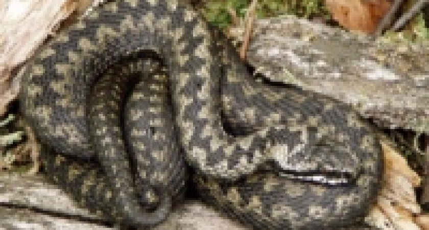 В Липецкой области гадюки нападают на людей