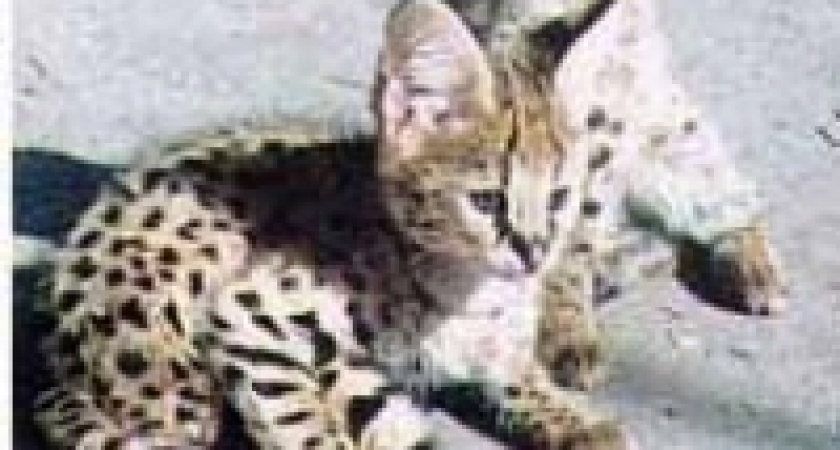 Звериный бартер