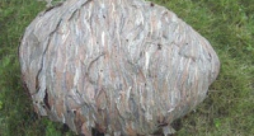 Подпольное гнездо