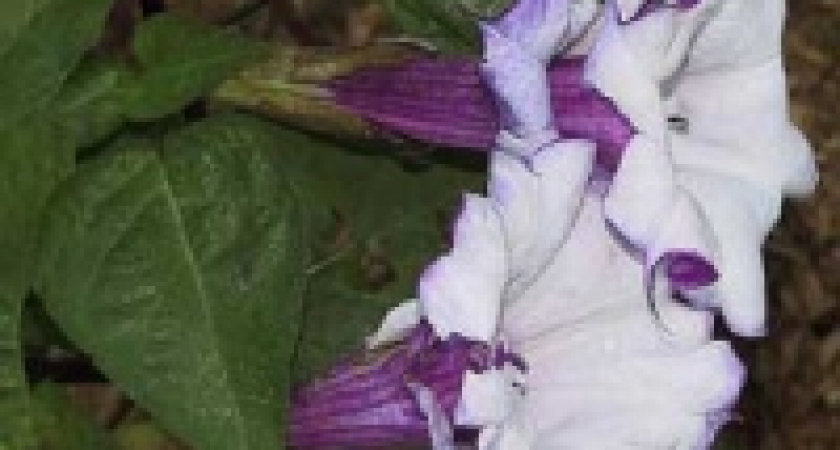 В Липецкой области произошло массовое отравление подростков