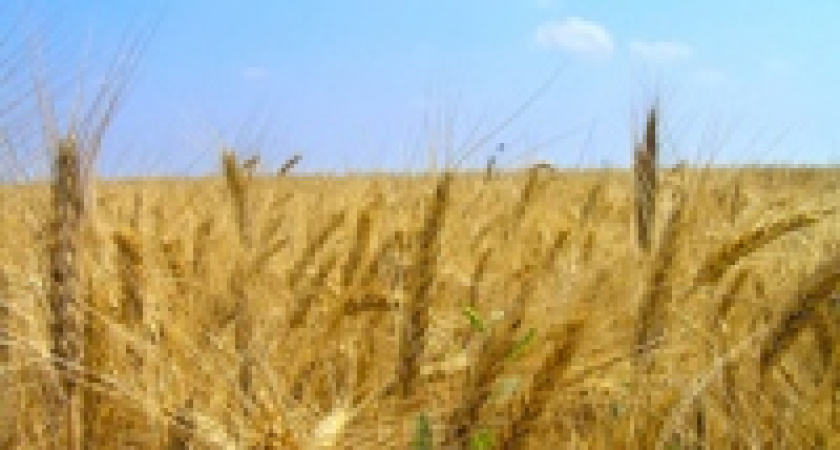 Где колосилась рожь, там продают бензин