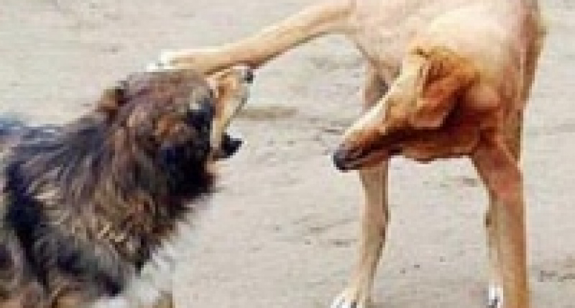 Бешенство наступает