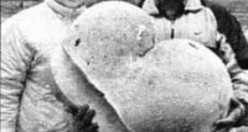 Под Ельцом найден гигантский дождевик 