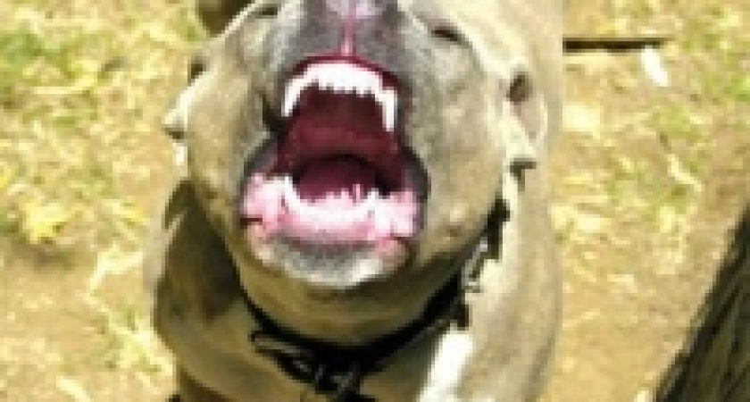 Тревожные сны Артема 