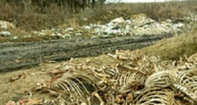 Скотомогильник - вне закона