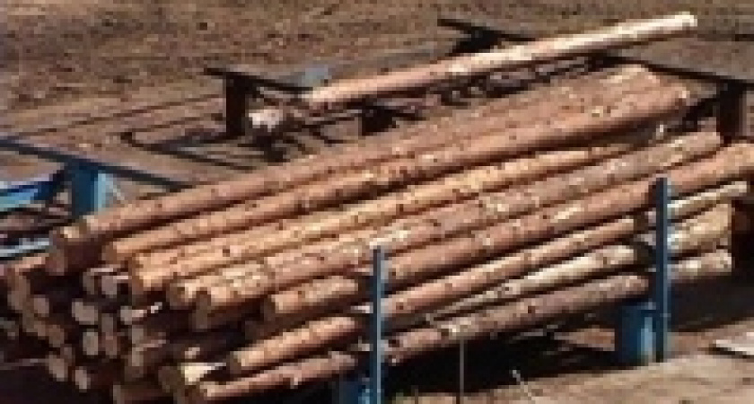 Против главного лесника Липецкой области заведено уголовное дело