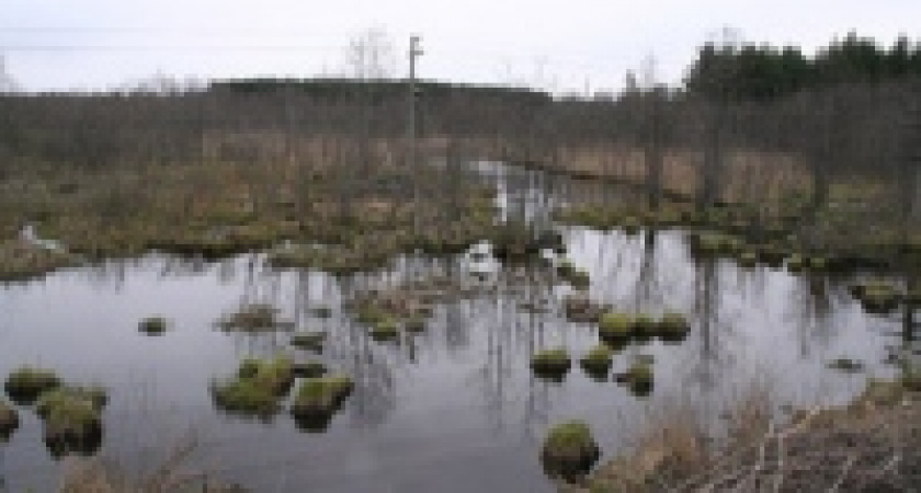 Тело из трясины