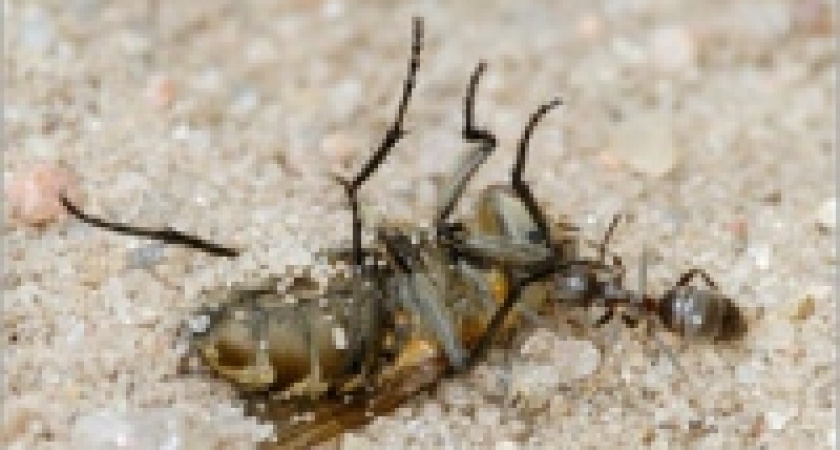 Нашествие жалящих тварей продолжается