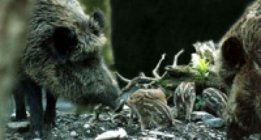 Наезды на копытных