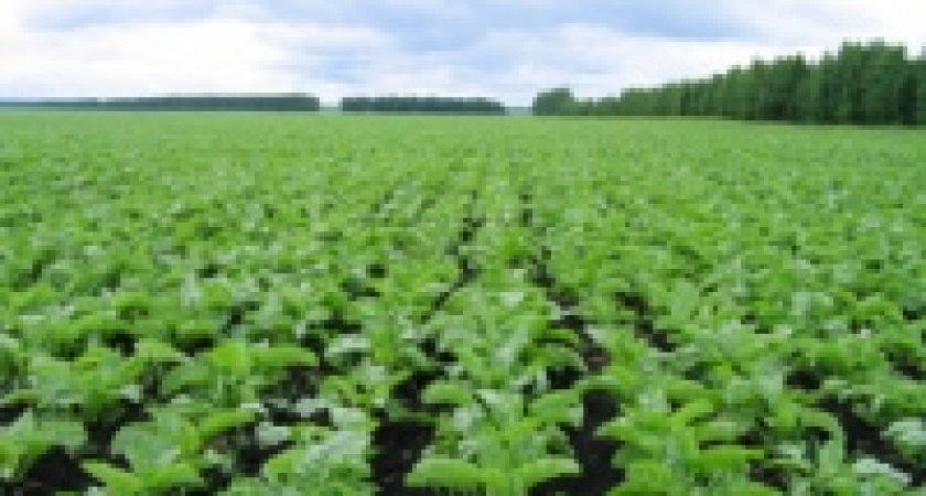 Первые по свёкле