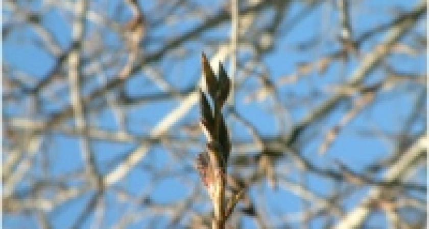 Набухли почки