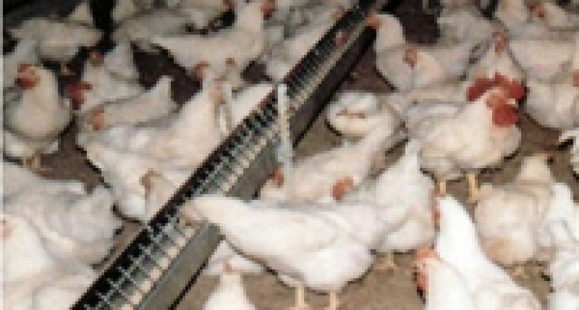 Птицефабрика задолжала государству больше ста тысяч