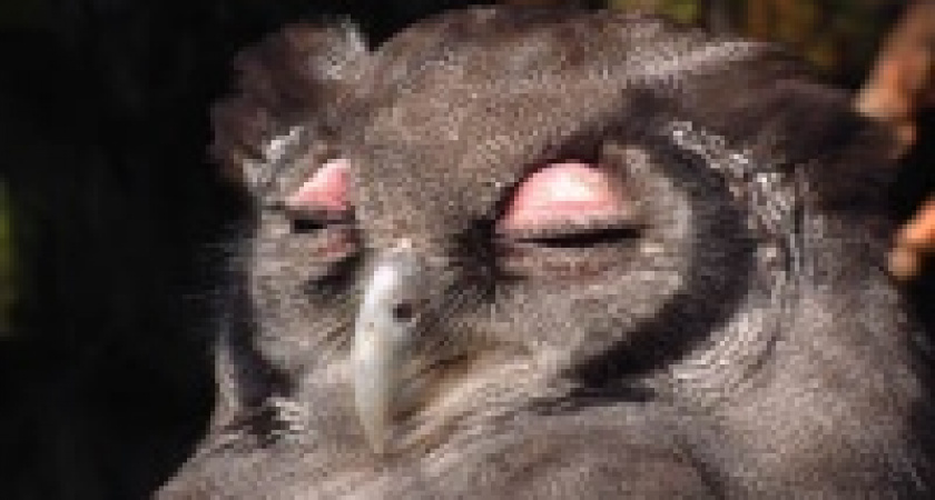 Совы идут к людям