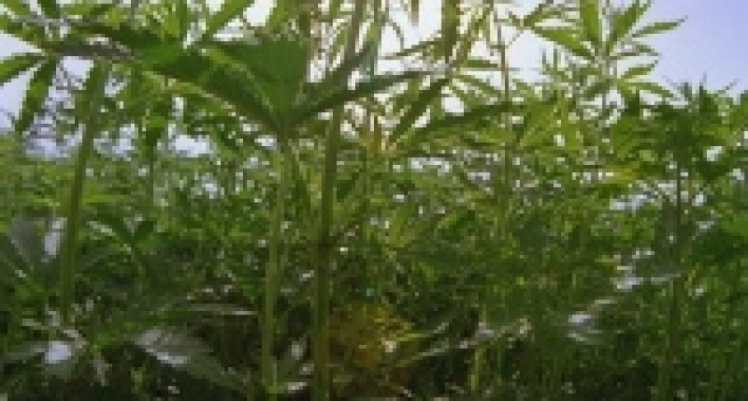 Коноплю скосили