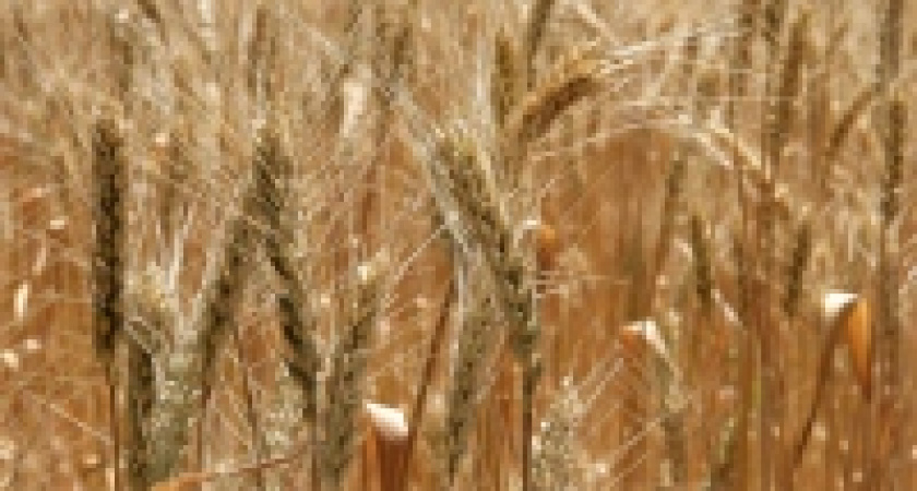 Губернатор отправился на Всемирный зерновой форум