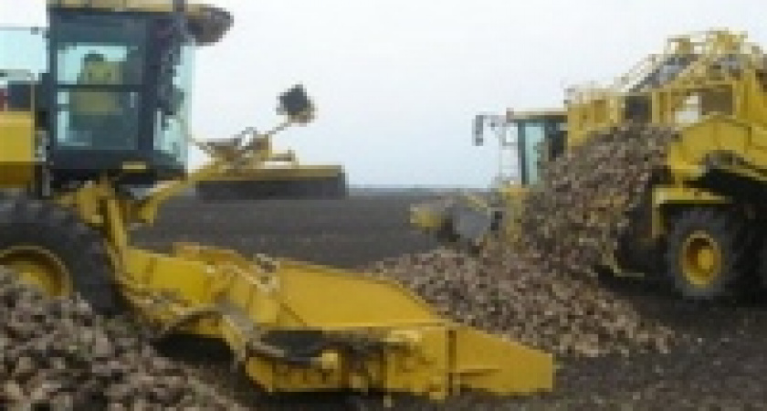 Свеклу собрали