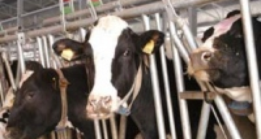 Депутатов беспокоит кризис в производстве молока 