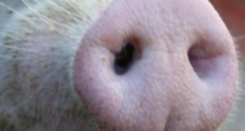 Мэрия позаботилась о свиньях