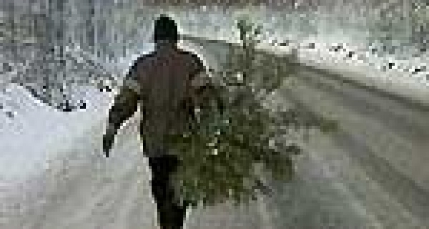 Срубил он нашу елочку под самый корешок