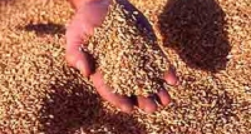 Зерно хранить - дело хитрое