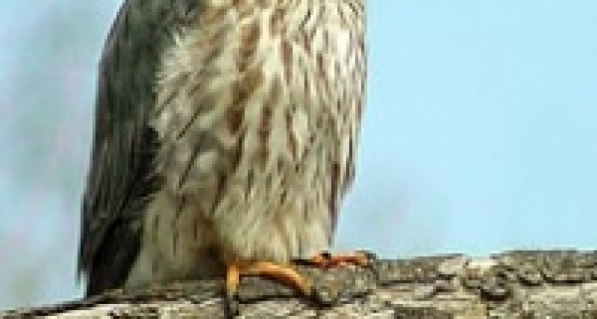 &laquo;Галичья гора&raquo; теперь разводит самого маленького сокола