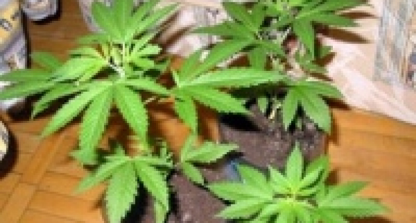 Кайфовая рассада