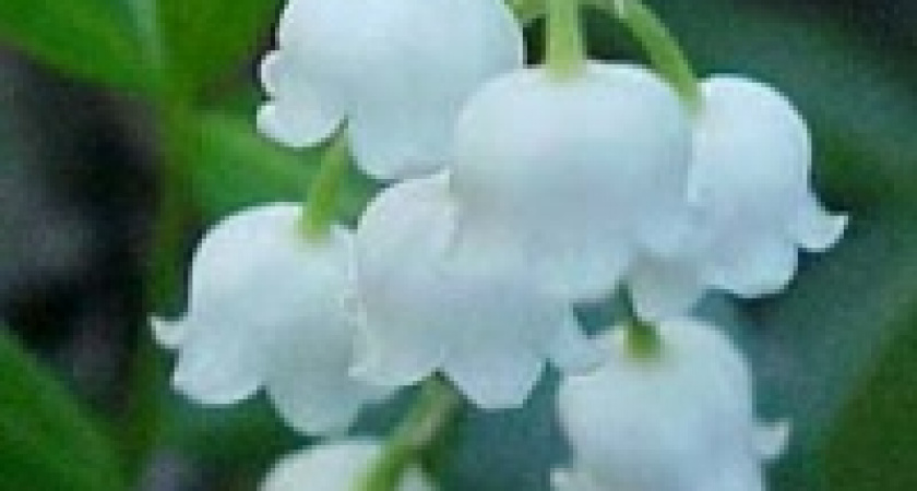 Экологи выпустили 11 тысяч листовок