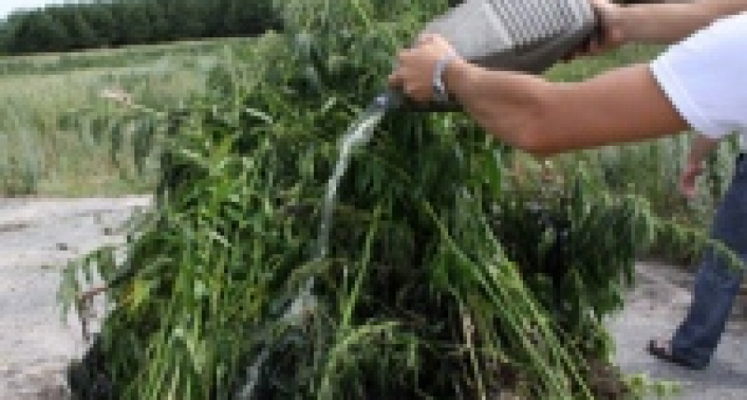 В Липецкой области началась операция «Мак»