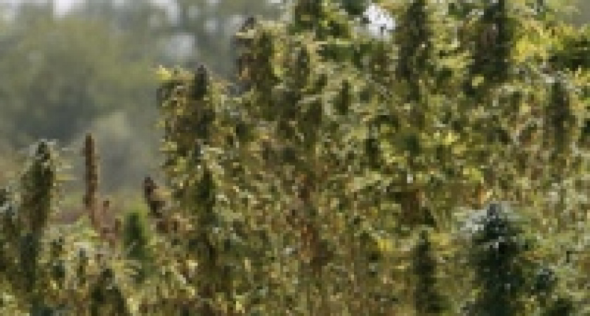 78 кустов чудесной травы