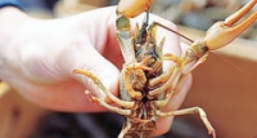 Неподалеку от Липецка задержаны 11 ловцов раков 