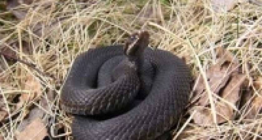 Змеи продолжают кусать