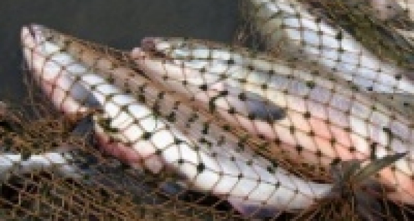 3 тысячи рублей за рыбу