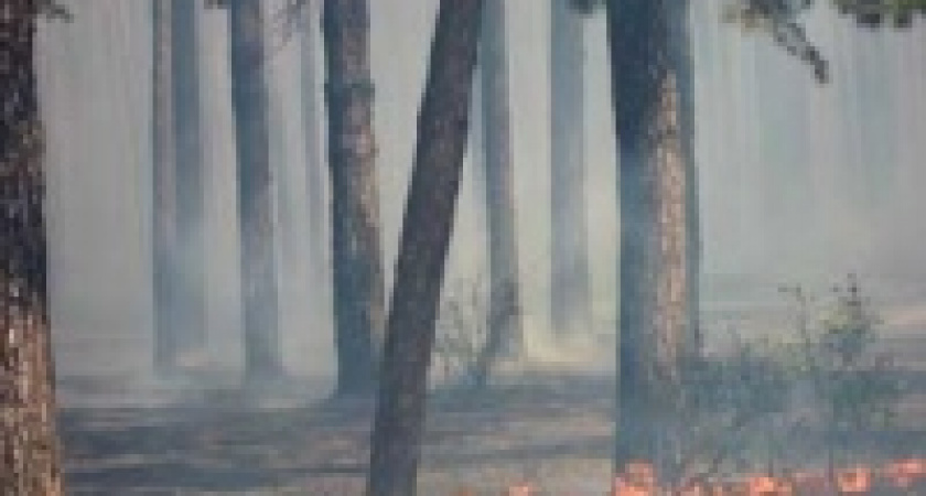 Лесной пожар в районе жилого массива Силикатный в Липецке удалось локализовать