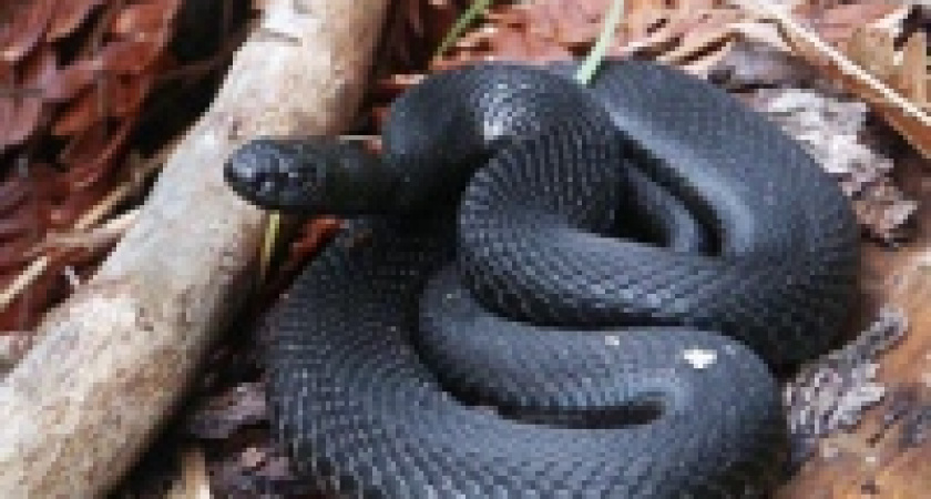 В Липецке спасли еще одного человека, укушенного гадюкой 