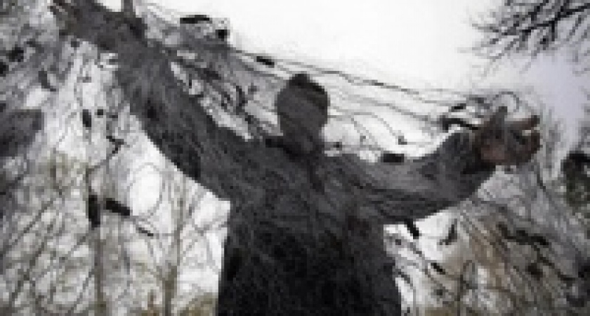 В Липецкой области осудили браконьеров из Воронежа 